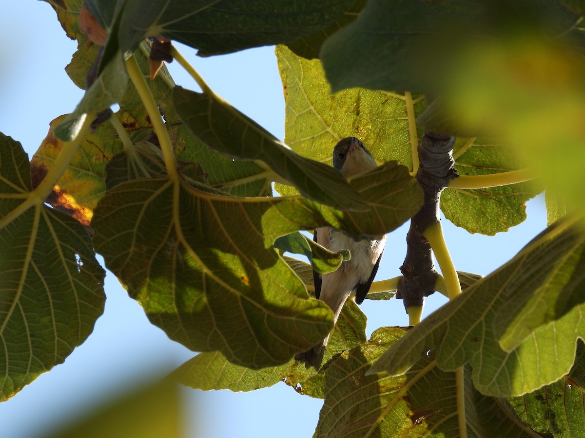 Txinbo papargorrizta iberiarra - ML118397811