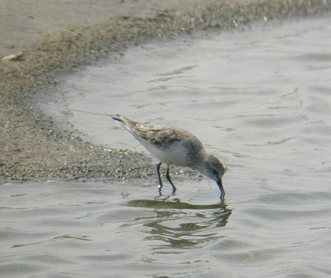 Red-necked Stint - ML118398531