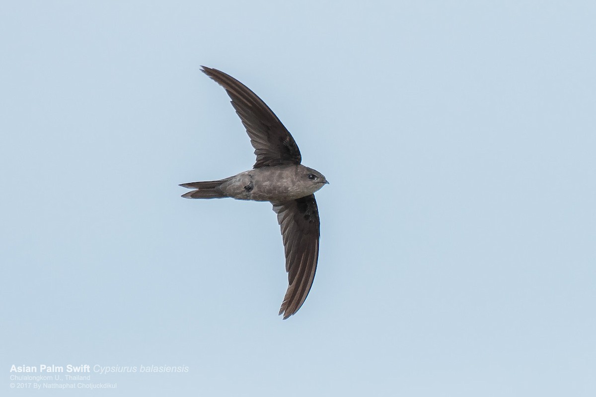 Asian Palm Swift - ML118398551