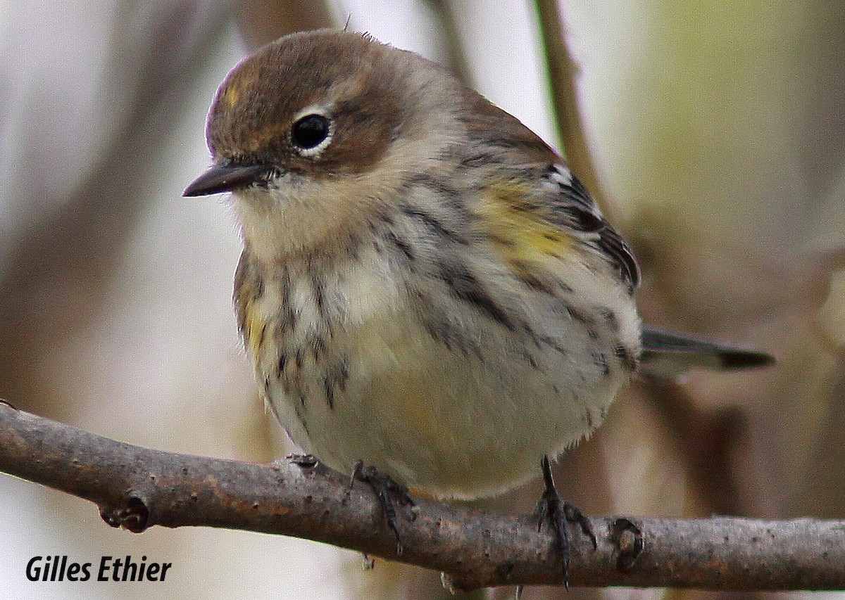 Yellow-rumped Warbler - ML118398621