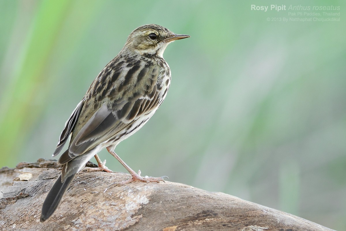 Rosy Pipit - Natthaphat Chotjuckdikul