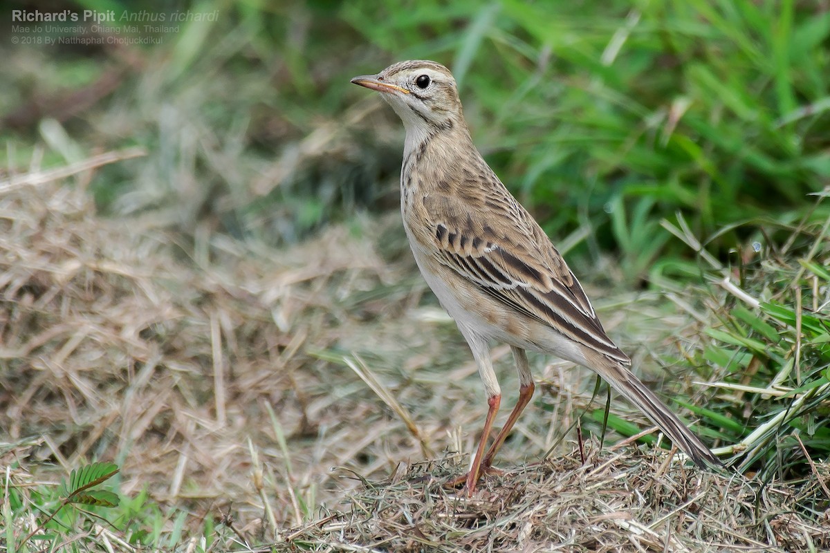 Richard's Pipit - ML118398751