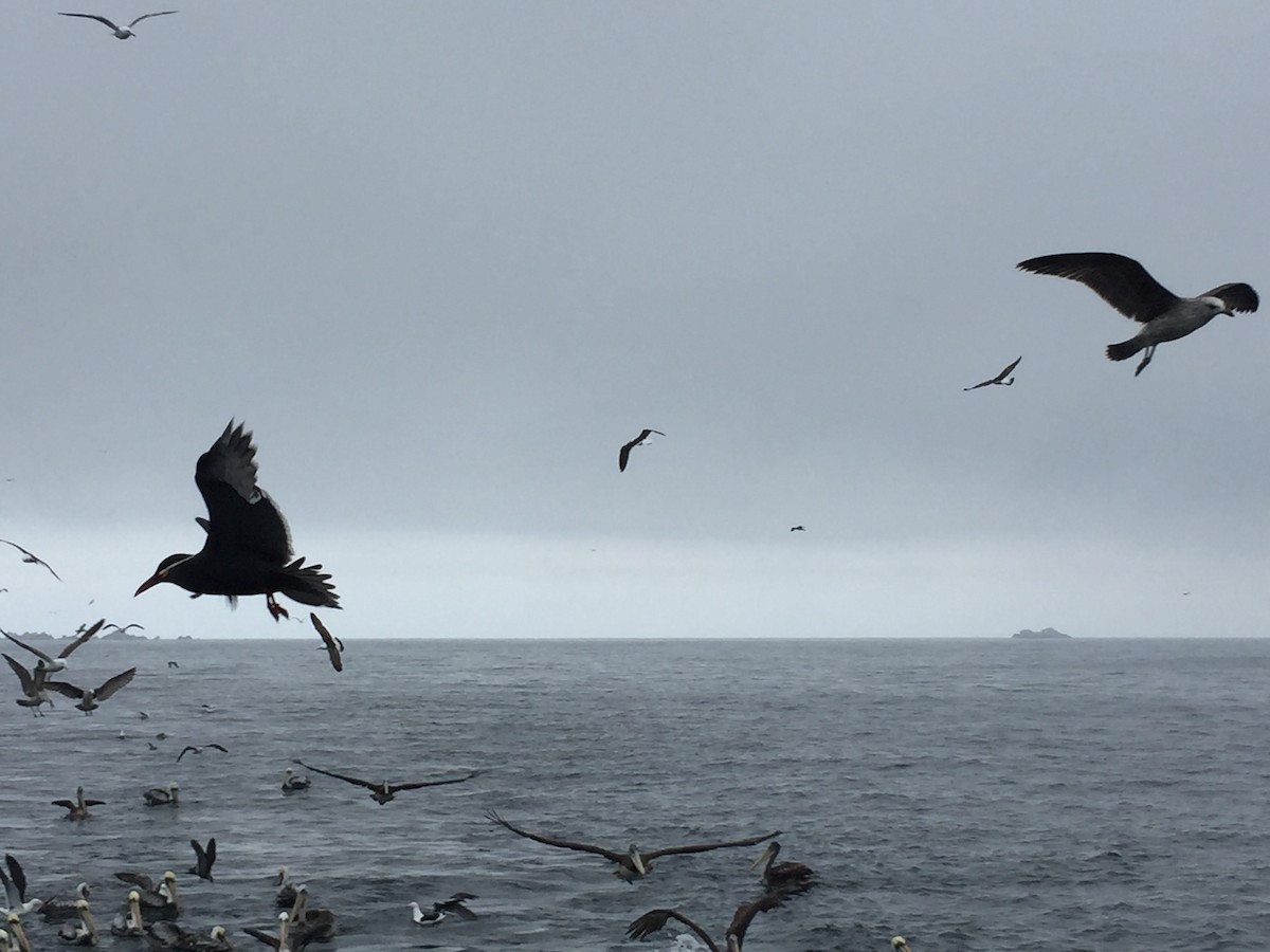 Inca Tern - ML118399321