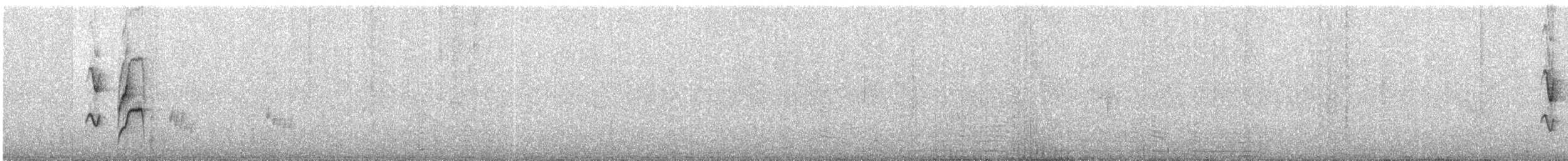 Graustirn-Dickichtschlüpfer - ML118399641