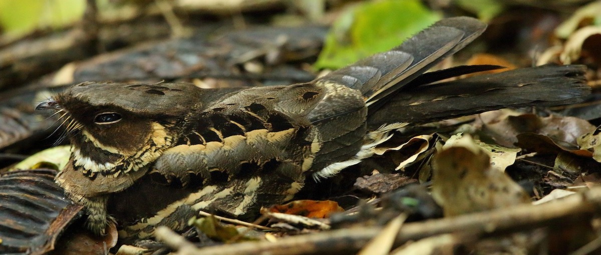 Jerdon's Nightjar - ML118401441