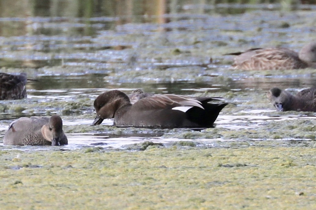 Gadwall - ML118402241