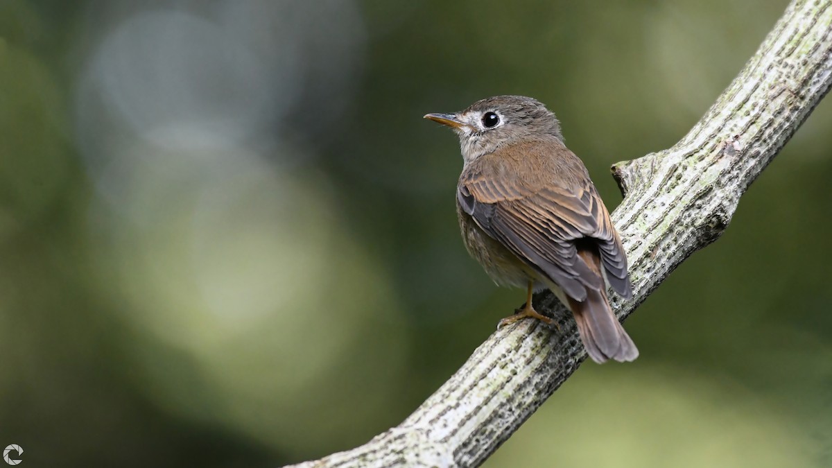 Brown-breasted Flycatcher - ML118404341