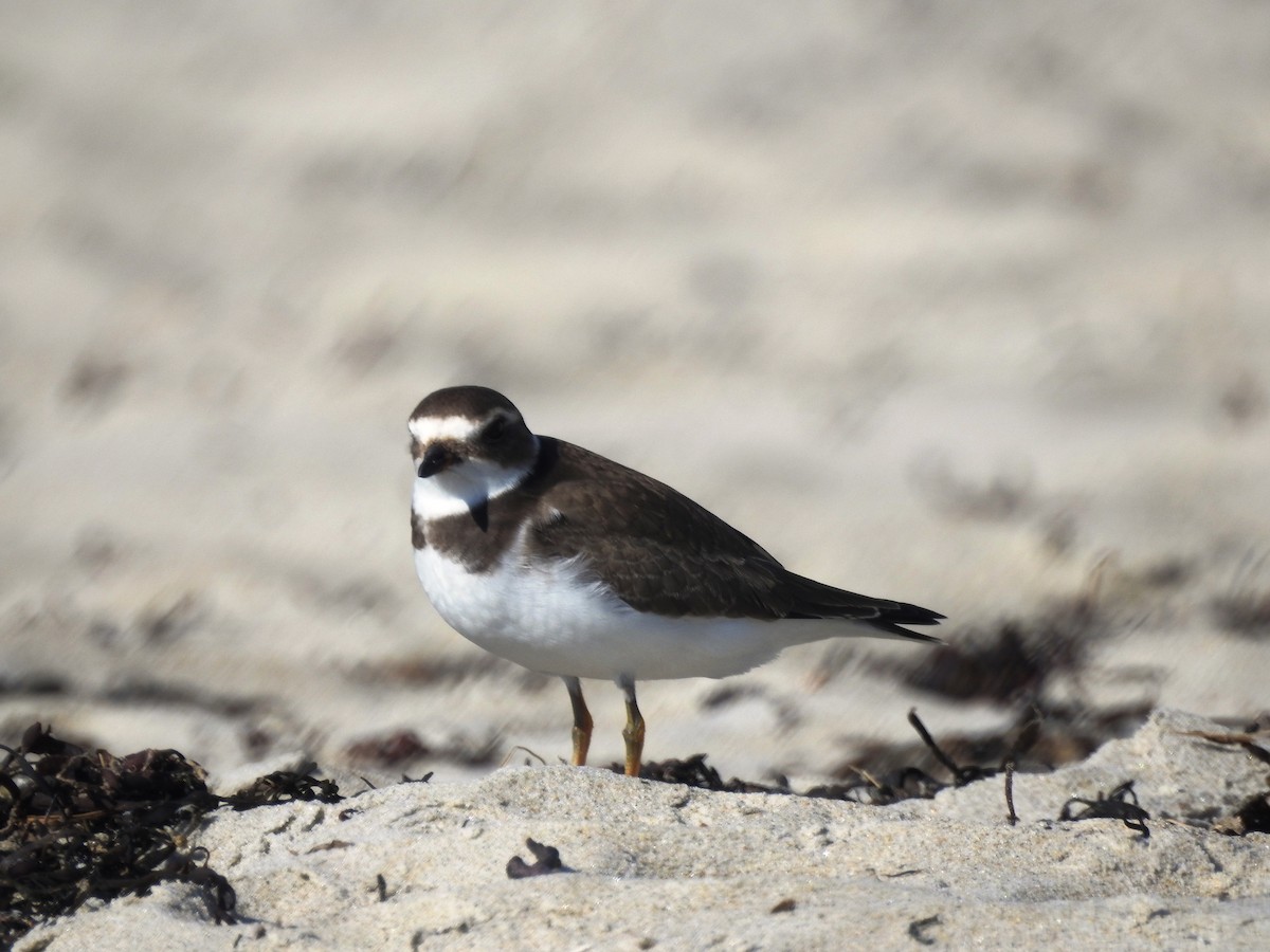 Semipalmated Plover - ML118404471