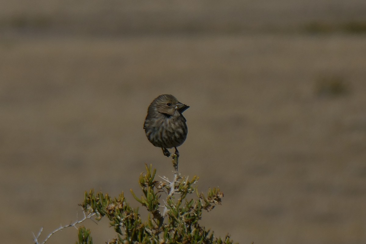 House Finch - ML118404741