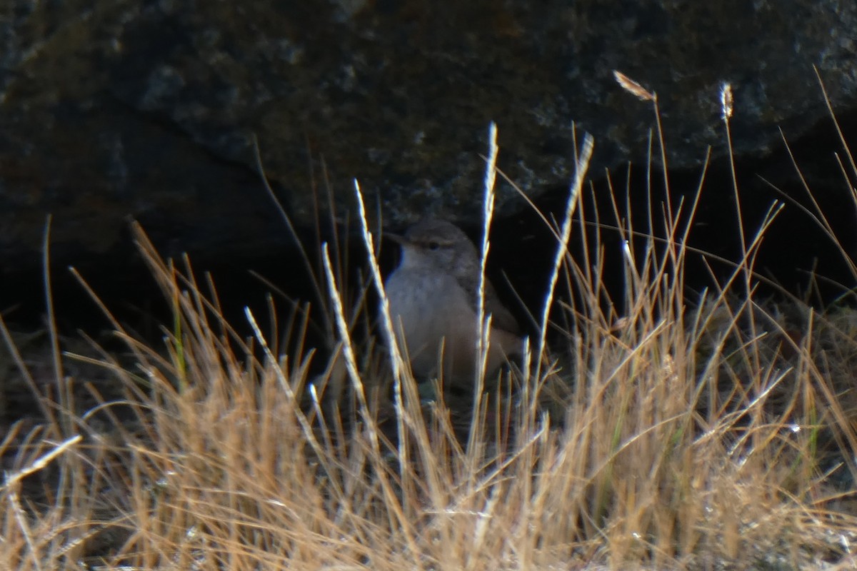 Rock Wren - ML118404861