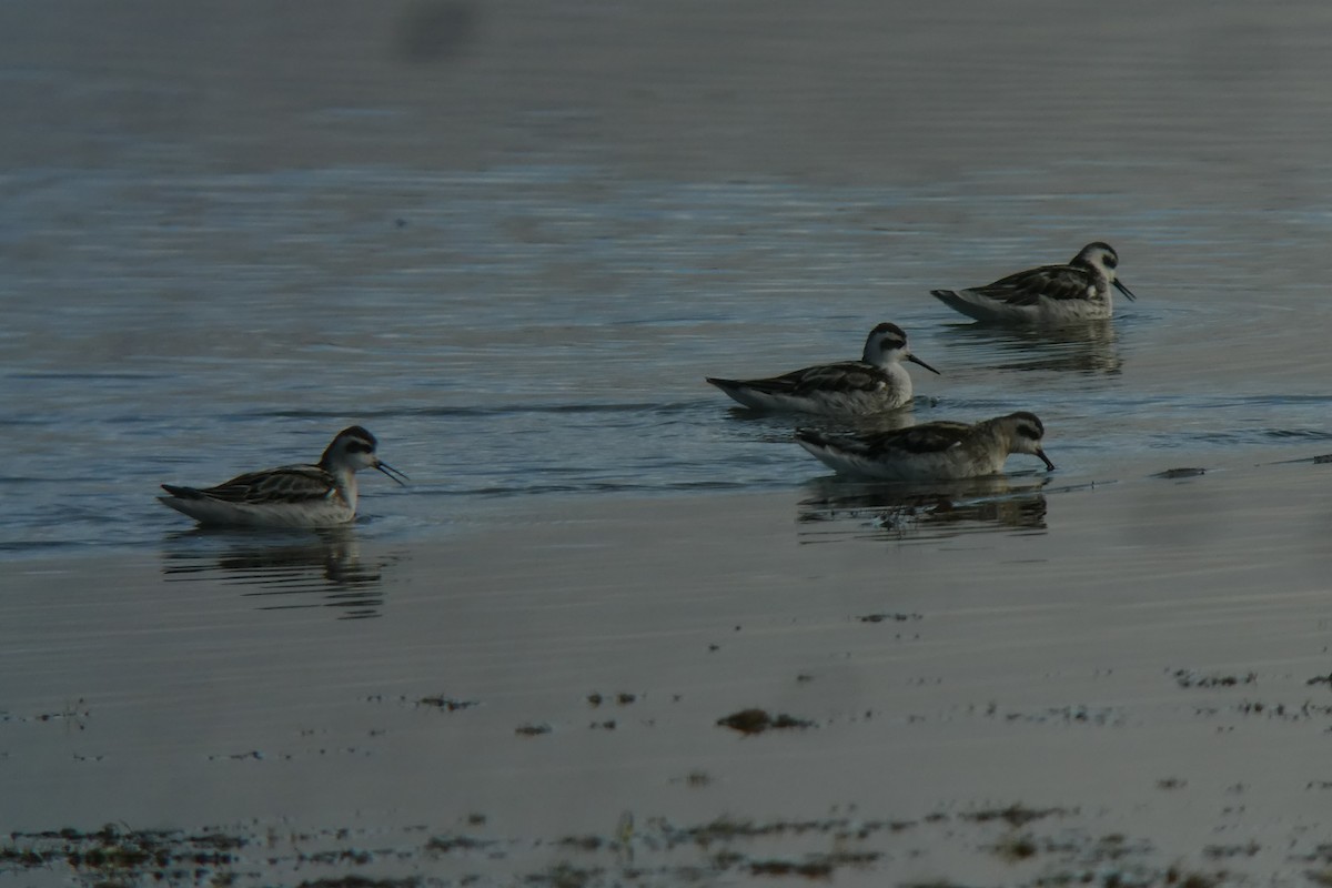 Phalarope à bec étroit - ML118404891