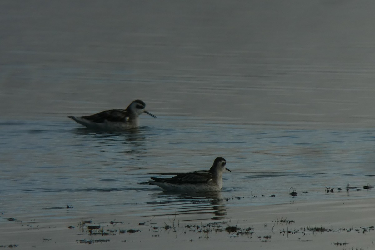 Phalarope à bec étroit - ML118404901