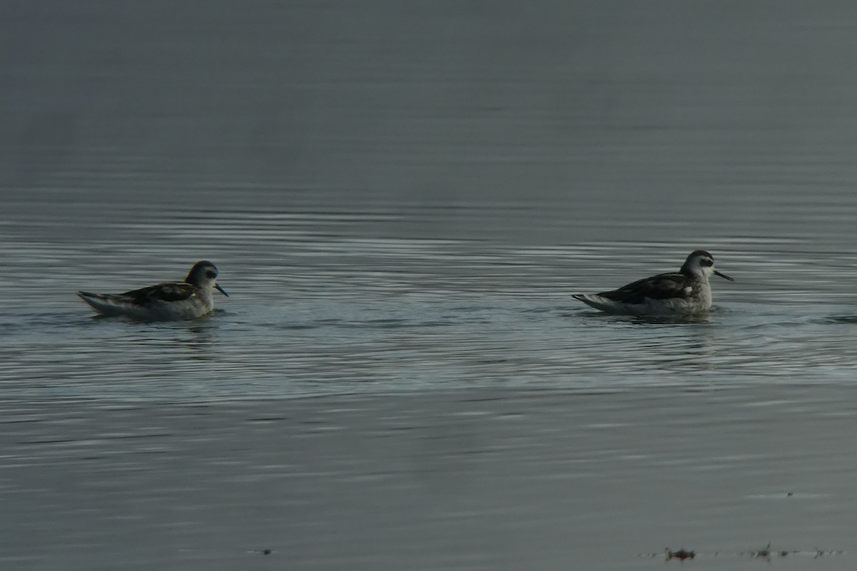 Phalarope à bec étroit - ML118404911