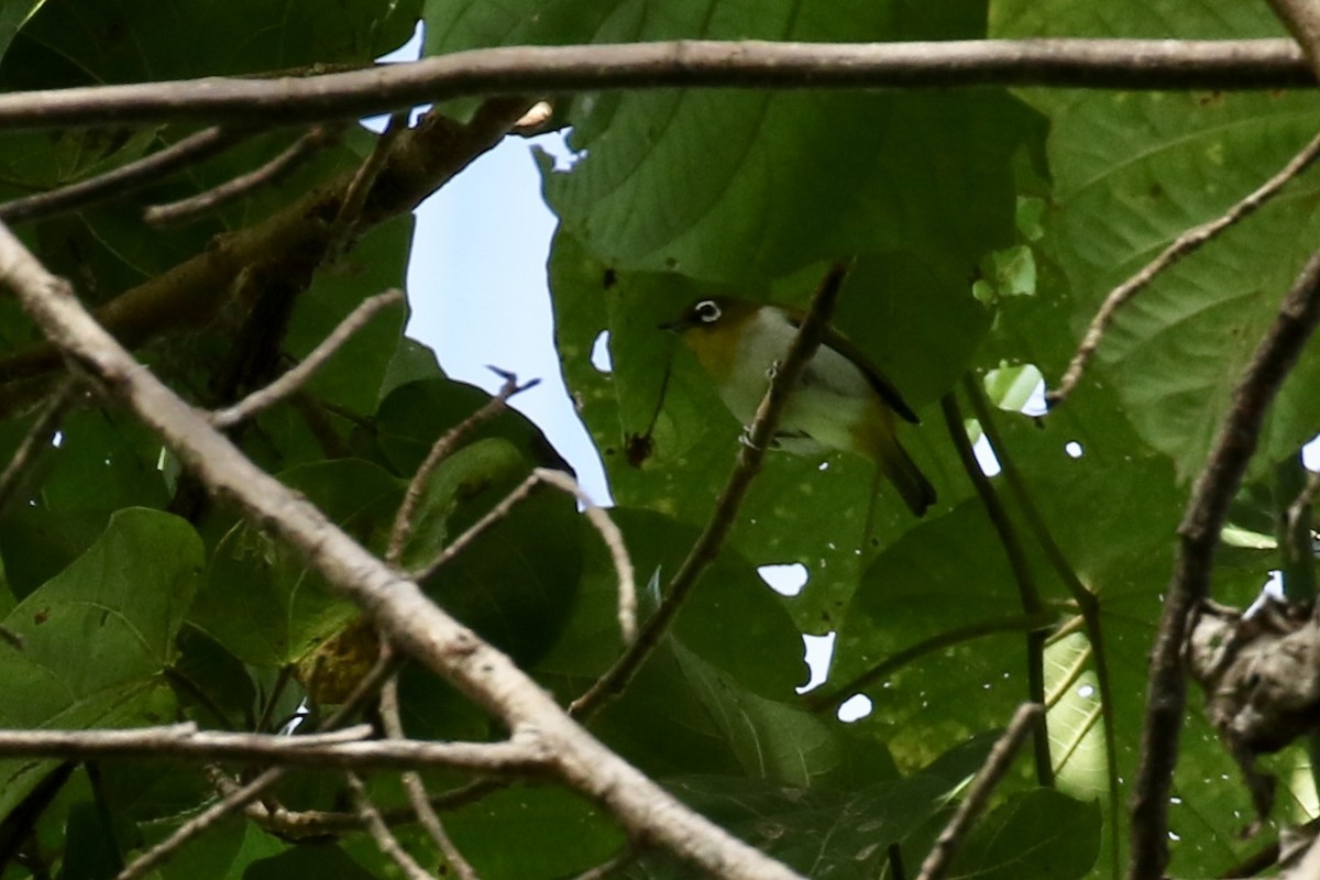 Ambon White-eye - Simon Mitchell