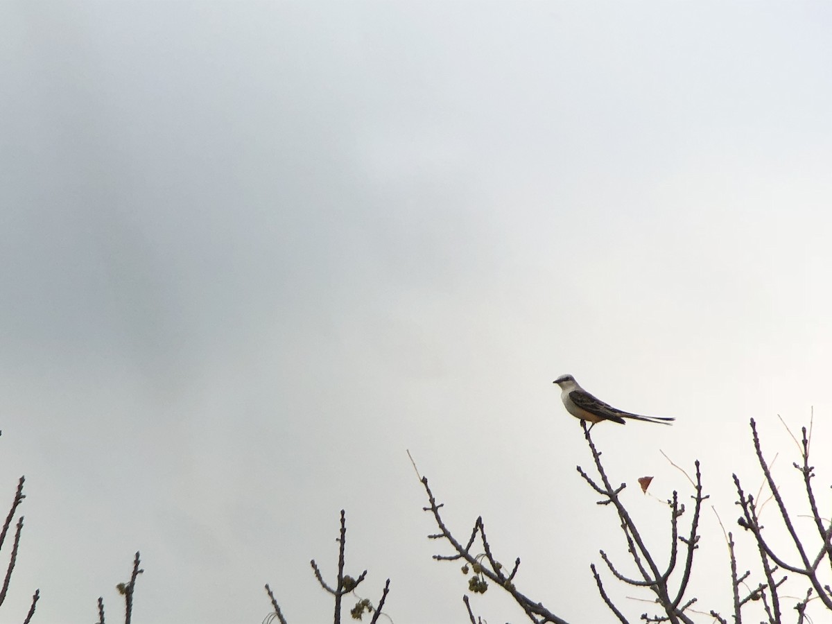 Scissor-tailed Flycatcher - ML118405531