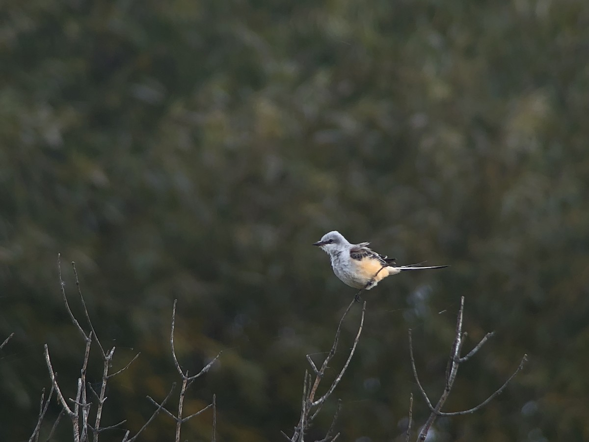 Scissor-tailed Flycatcher - ML118405541