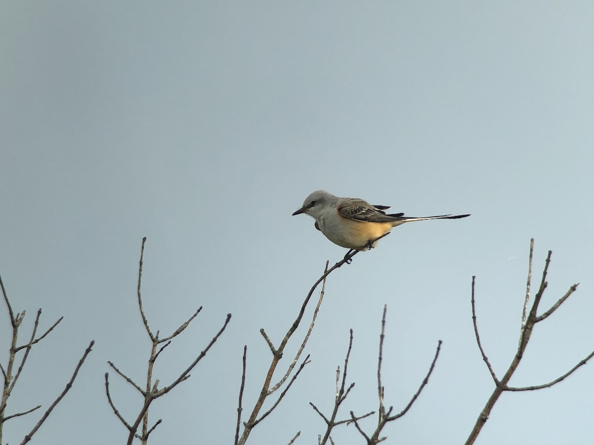 Scissor-tailed Flycatcher - ML118405551