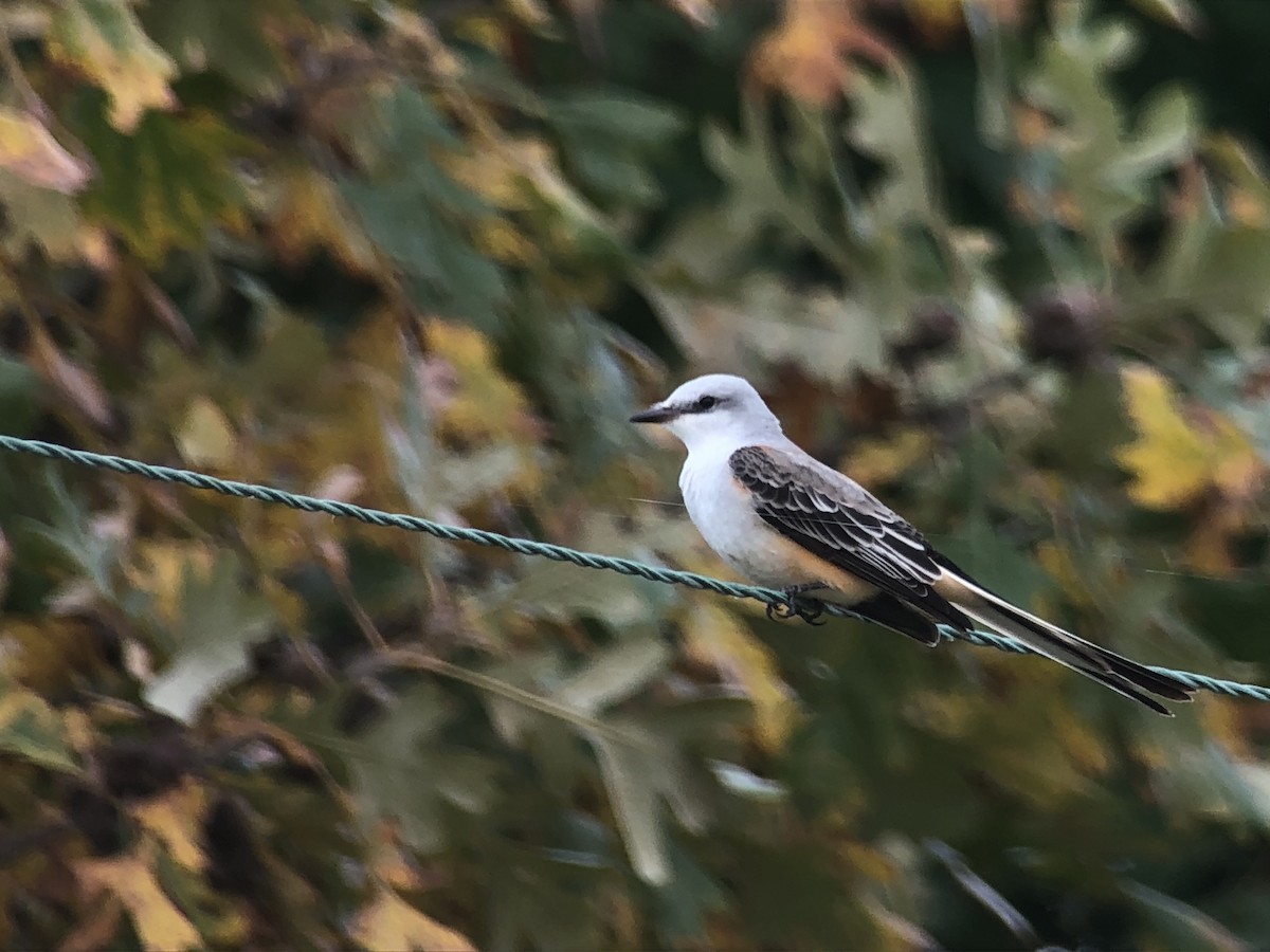 Scissor-tailed Flycatcher - ML118405561