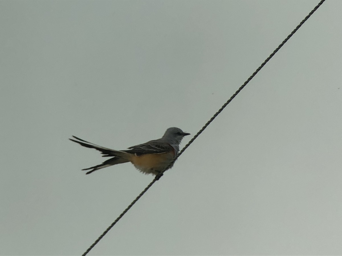 Scissor-tailed Flycatcher - ML118405581