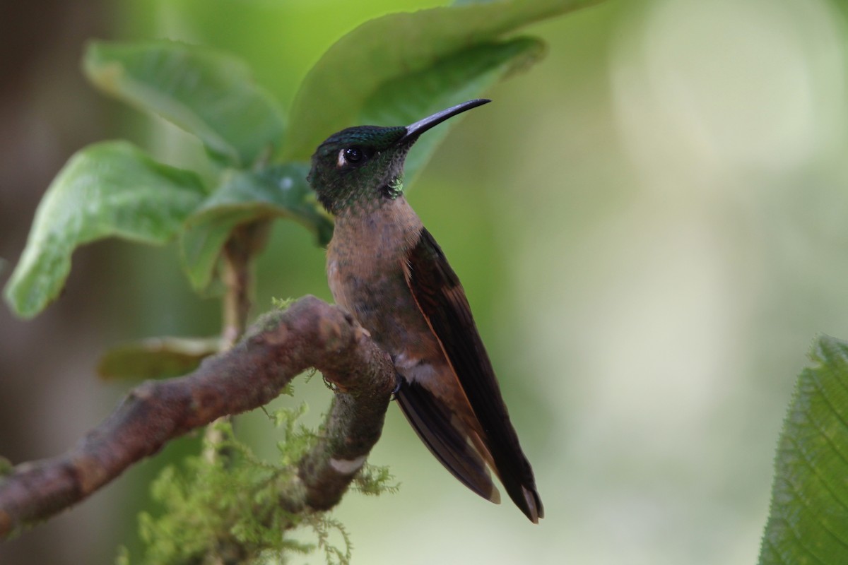 Fawn-breasted Brilliant - Robert Gowan