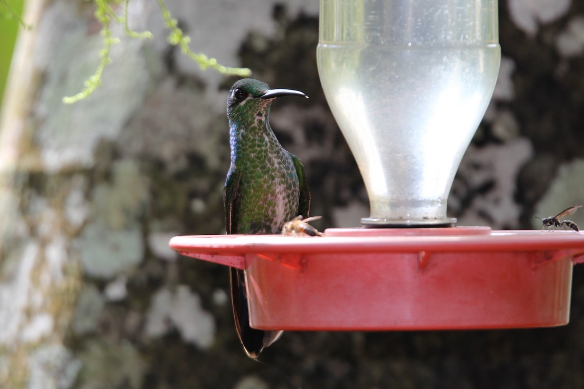 Green-crowned Brilliant - ML118406261