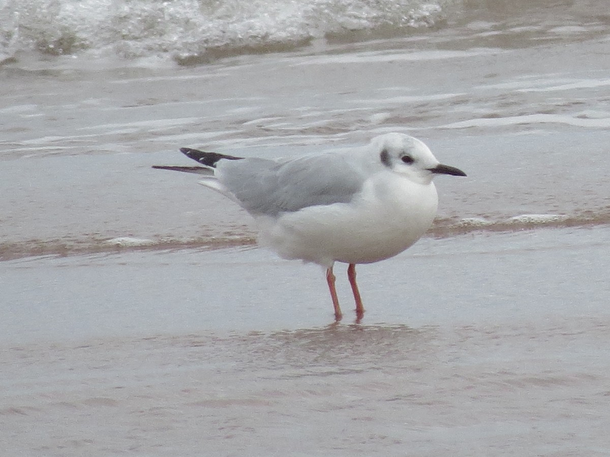 Bonaparte's Gull - ML118406311
