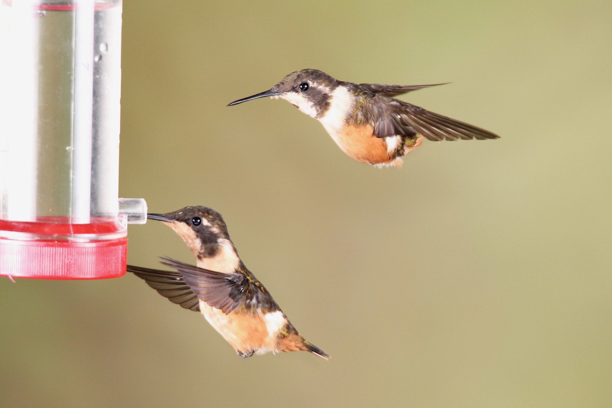 Purple-throated Woodstar - Robert Gowan