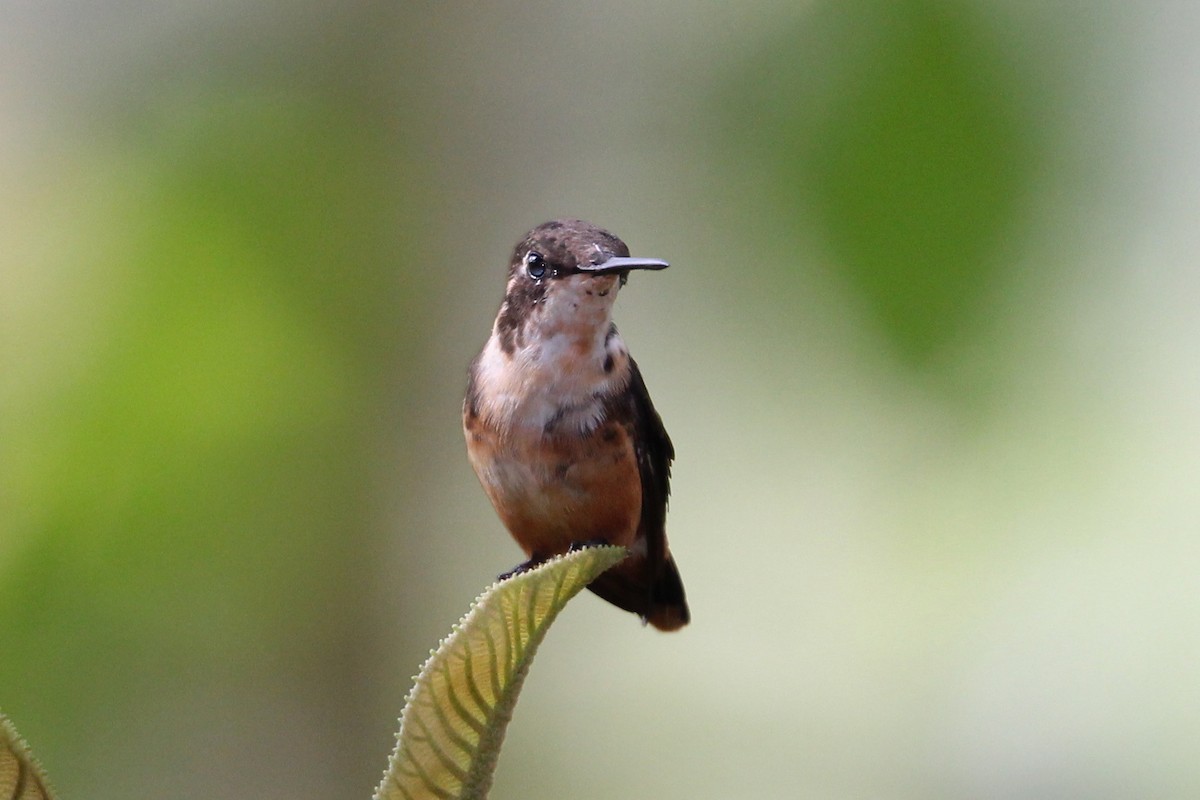 Purple-throated Woodstar - Robert Gowan