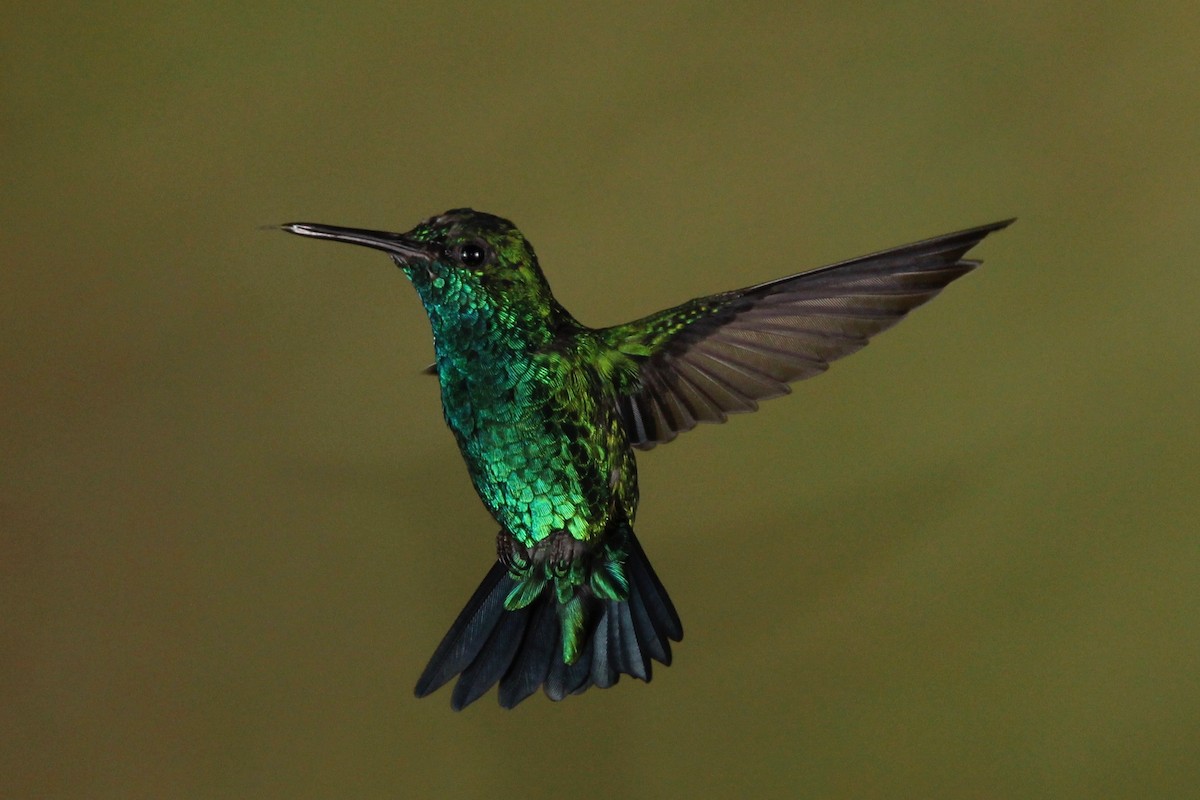 Western Emerald - ML118406491