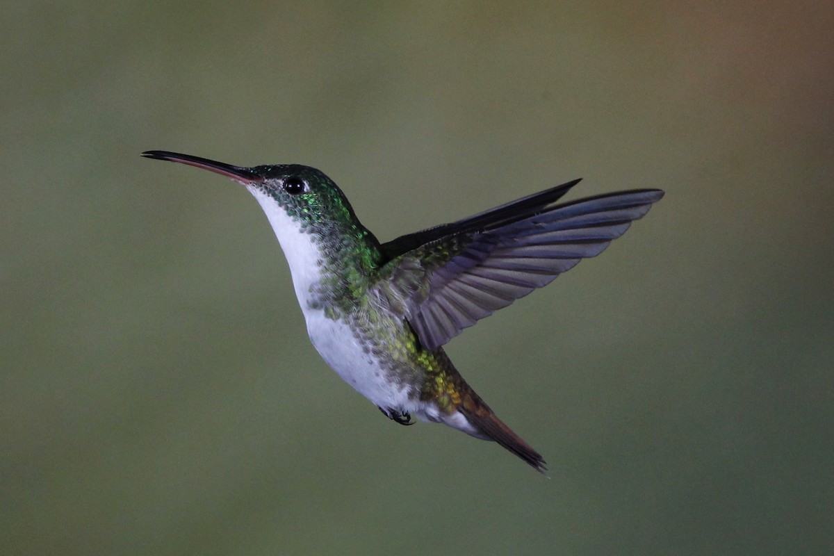 kolibřík andský - ML118406501