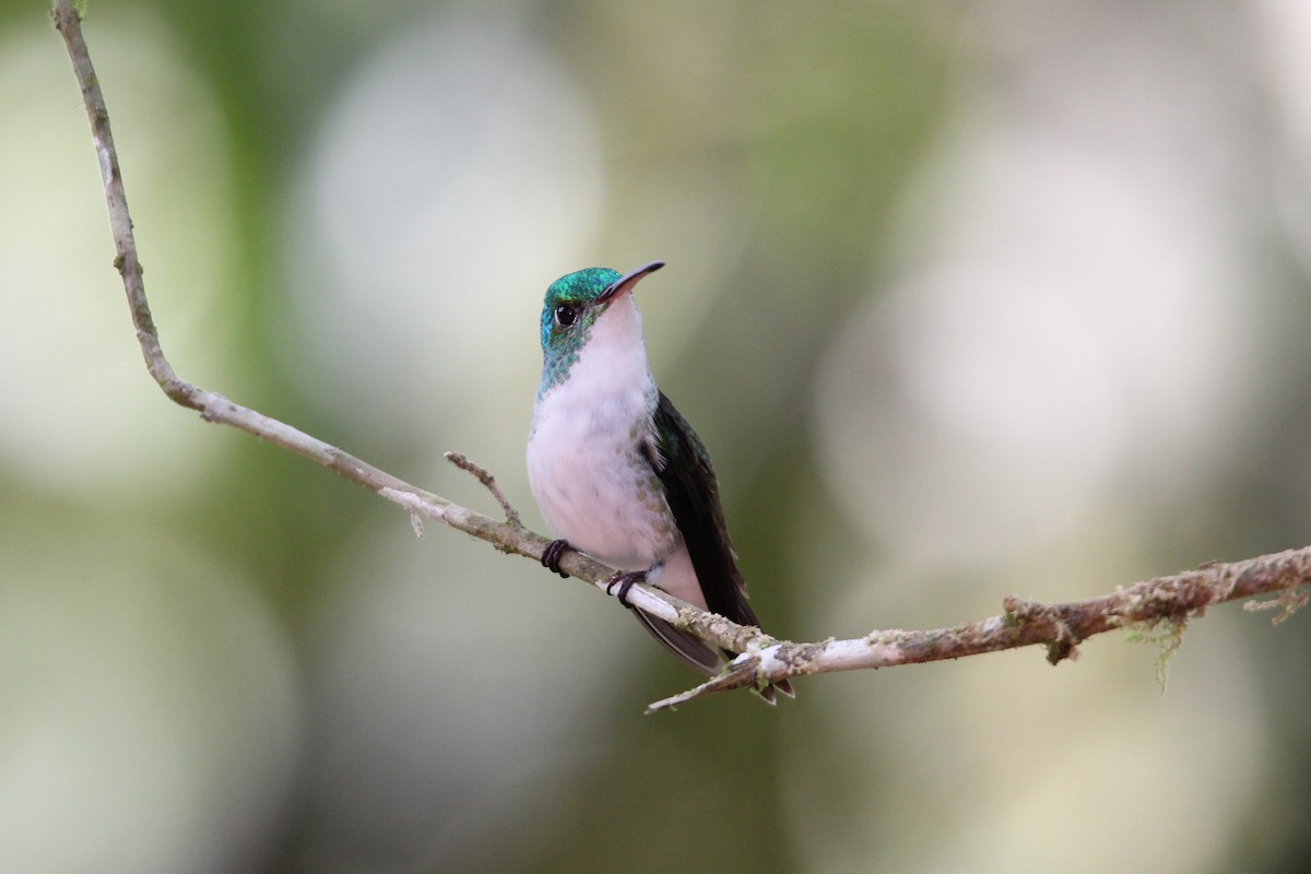 kolibřík andský - ML118406531