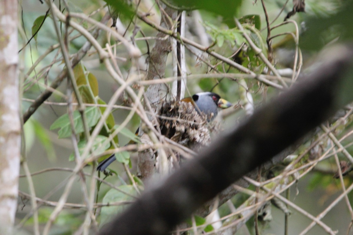 Toucan Barbet - ML118406701