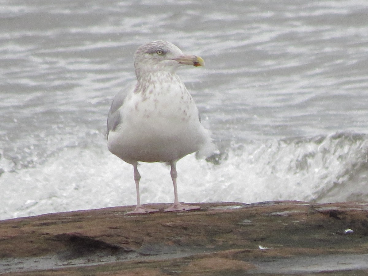 American Herring Gull - ML118406721