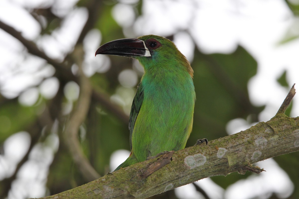 Toucanet à croupion rouge - ML118406781