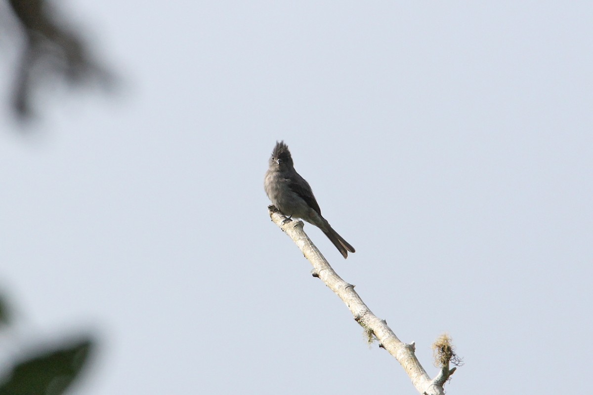 Smoke-colored Pewee - ML118406991