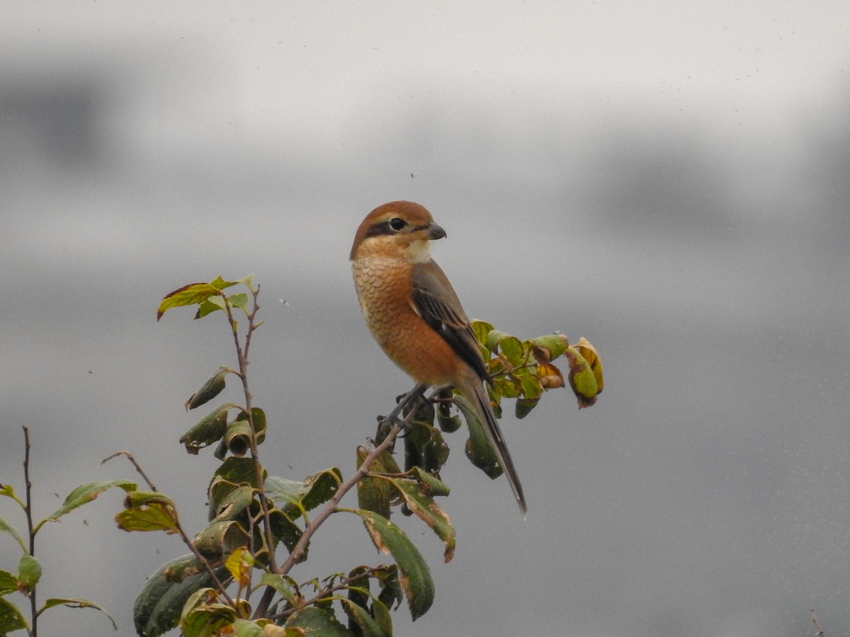 Bull-headed Shrike - ML118407111