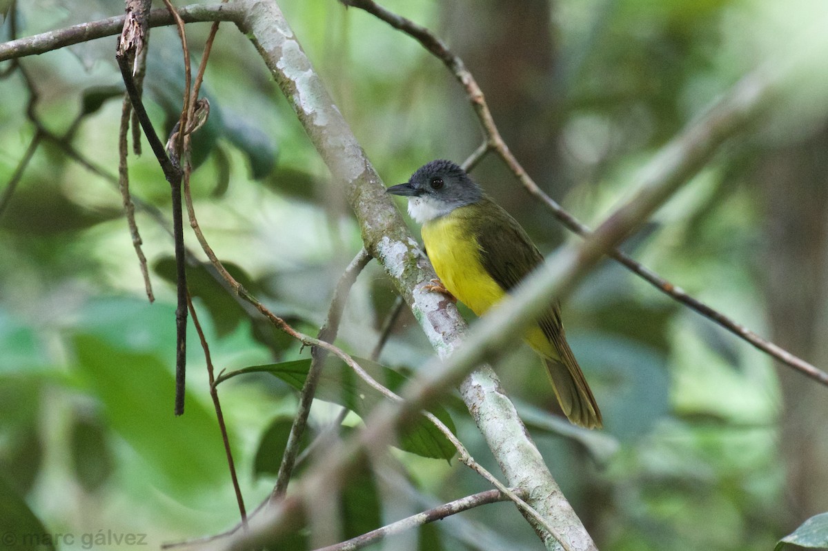 Bulbul à calotte grise - ML118407241