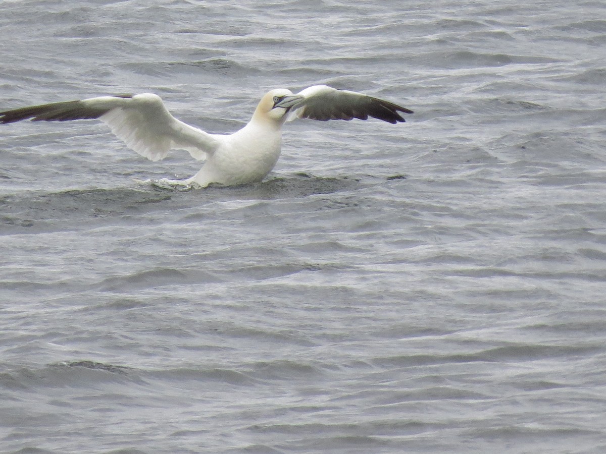 Northern Gannet - ML118407271