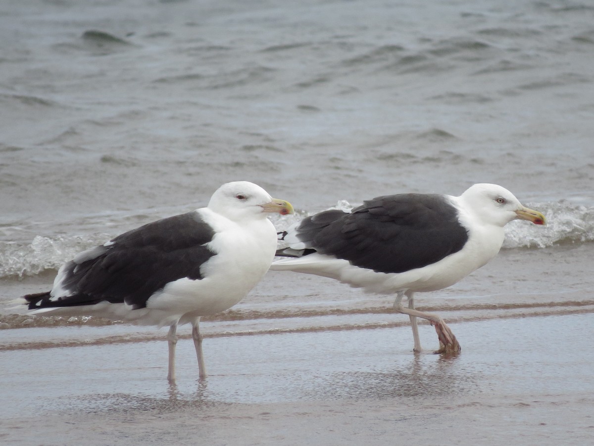 Great Black-backed Gull - ML118407851
