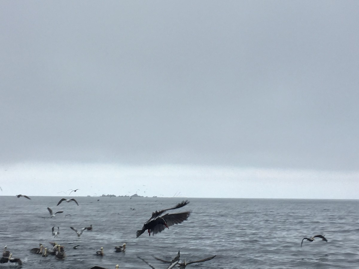 Inca Tern - ML118408131