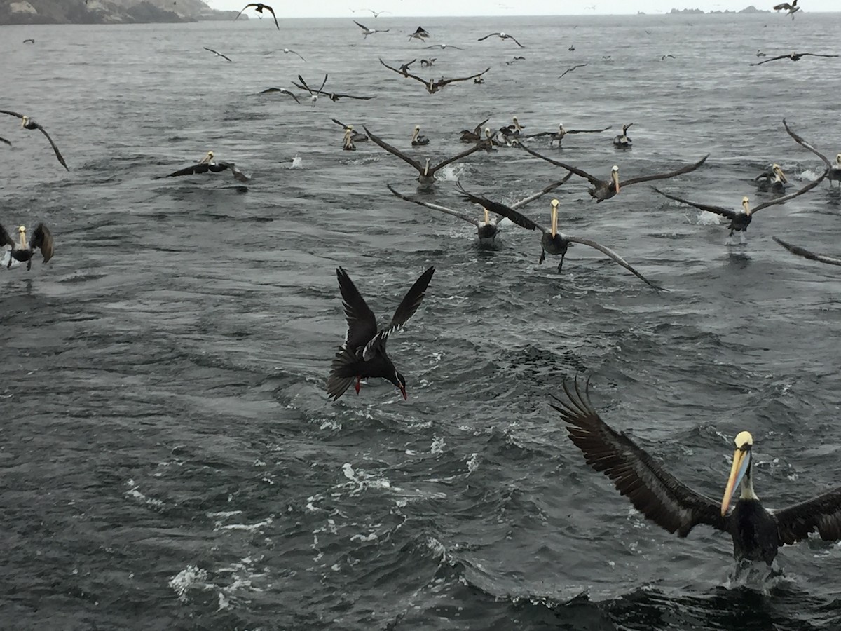 Inca Tern - ML118408141