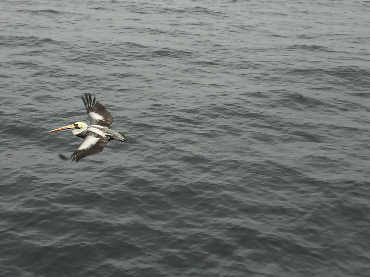 Peruvian Pelican - ML118408171