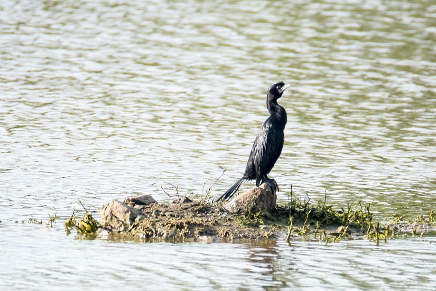 Little/Indian Cormorant - Rohit Dhume