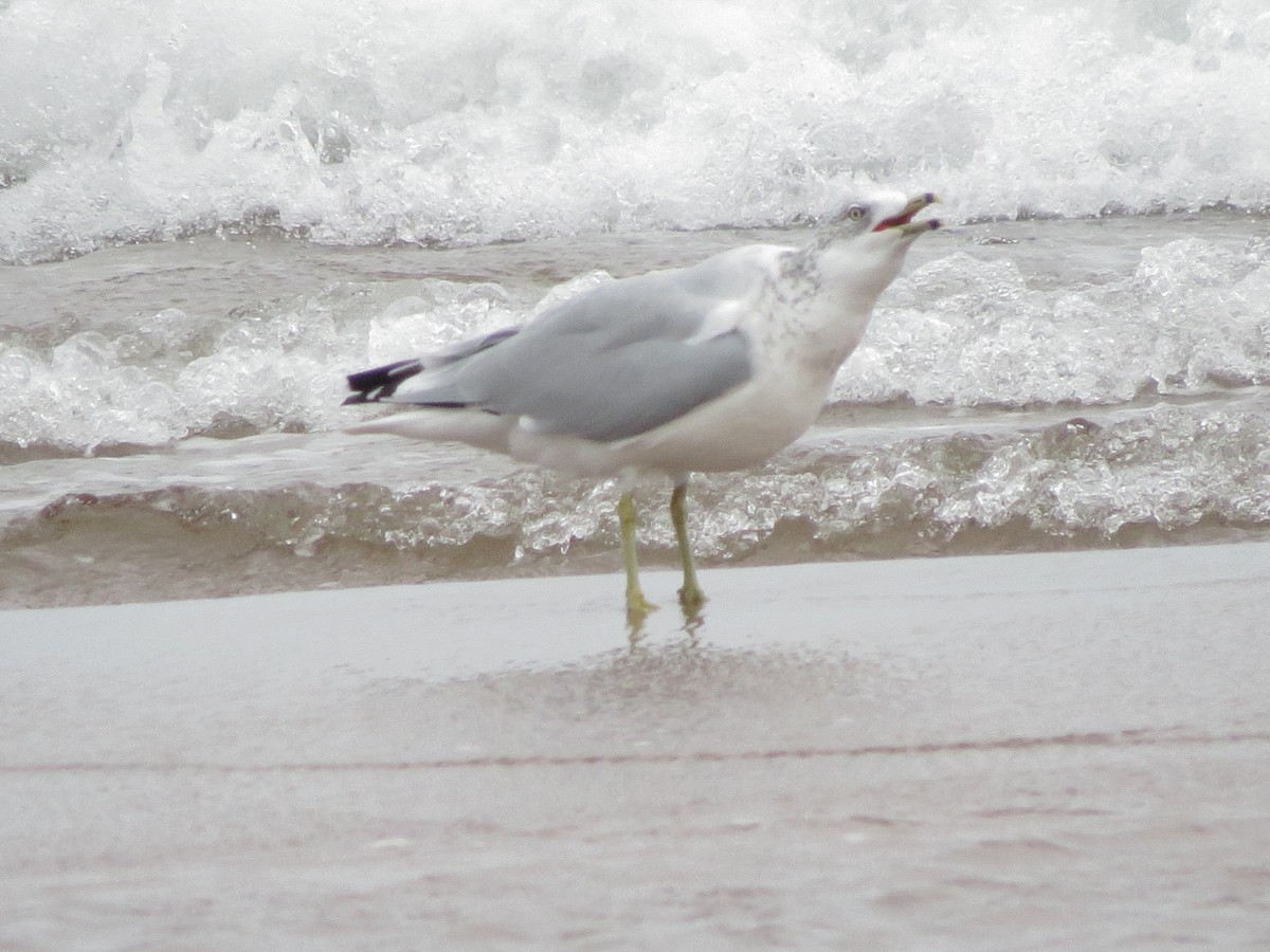 Ring-billed Gull - ML118408531