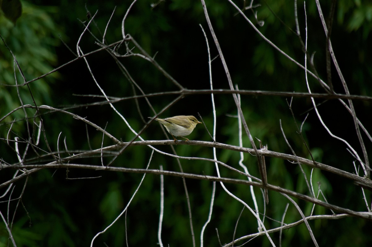 Willow Warbler/Common Chiffchaff - ML118409111