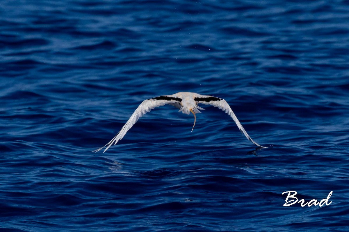 White-tailed Tropicbird (Pacific) - ML118412521