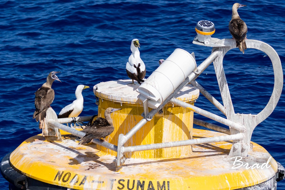 Masked Booby - ML118412631