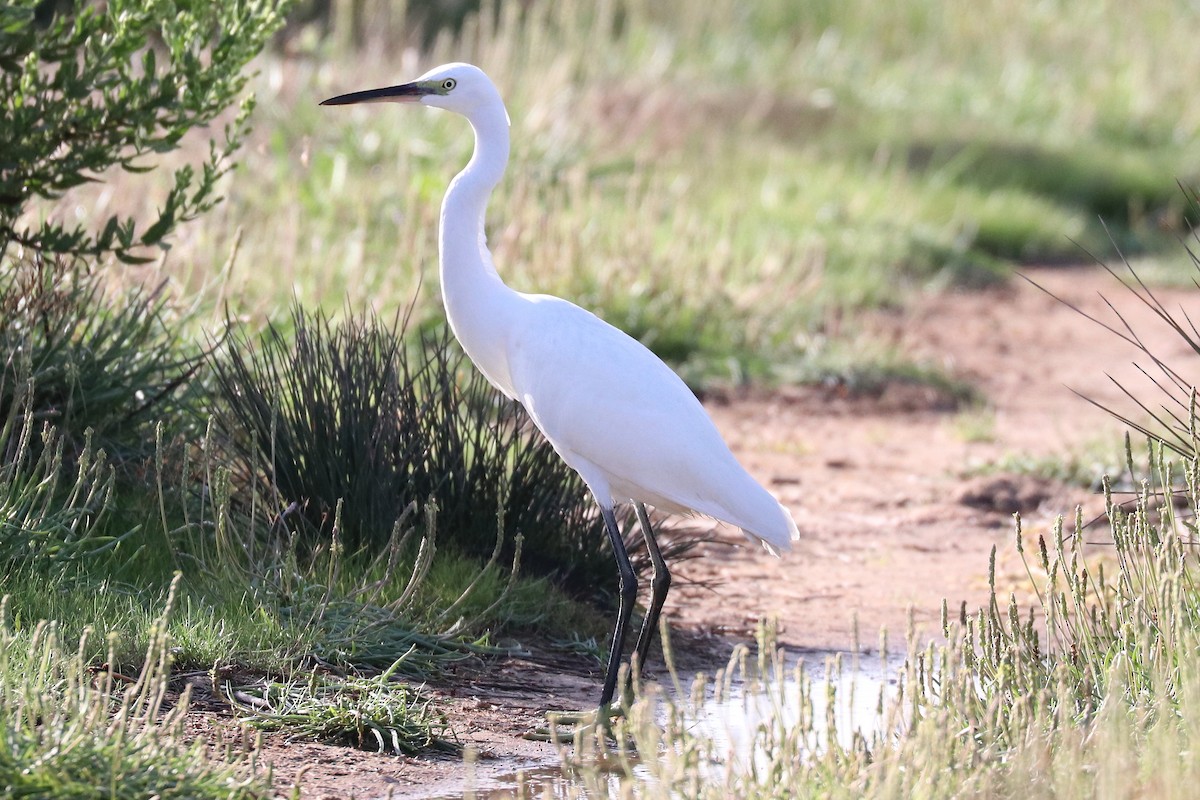 Little Egret - Bruce Kerr