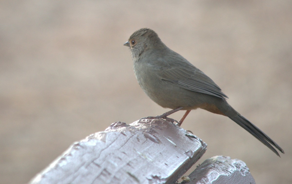 California Towhee - ML118413731