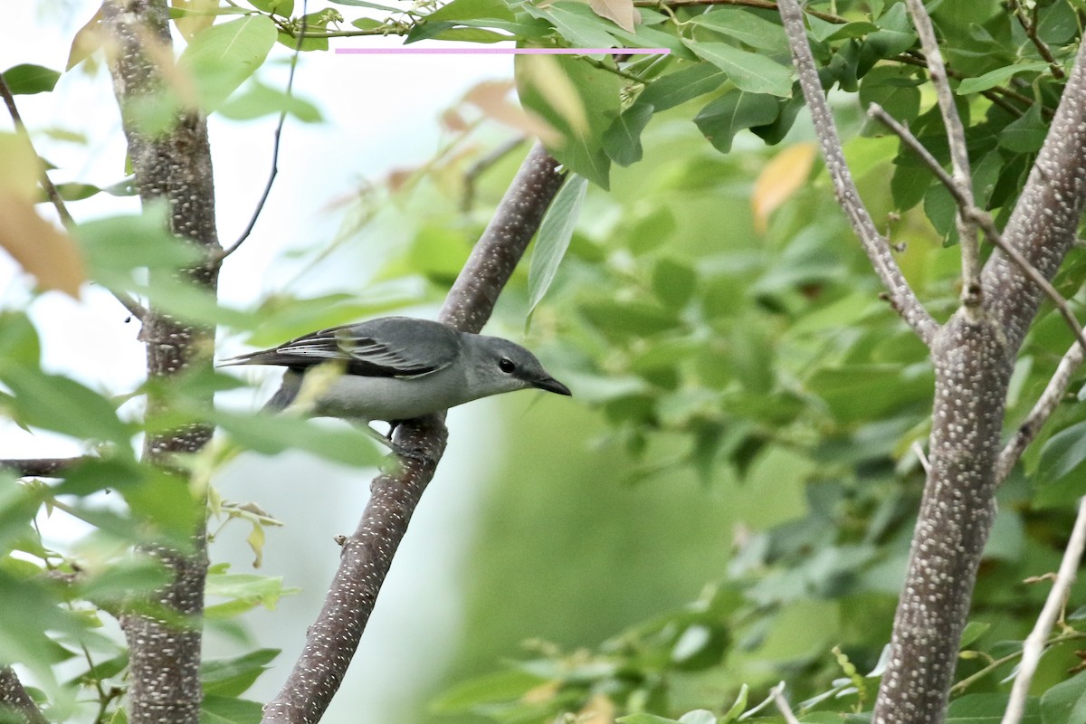 Pale Cicadabird - Simon Mitchell